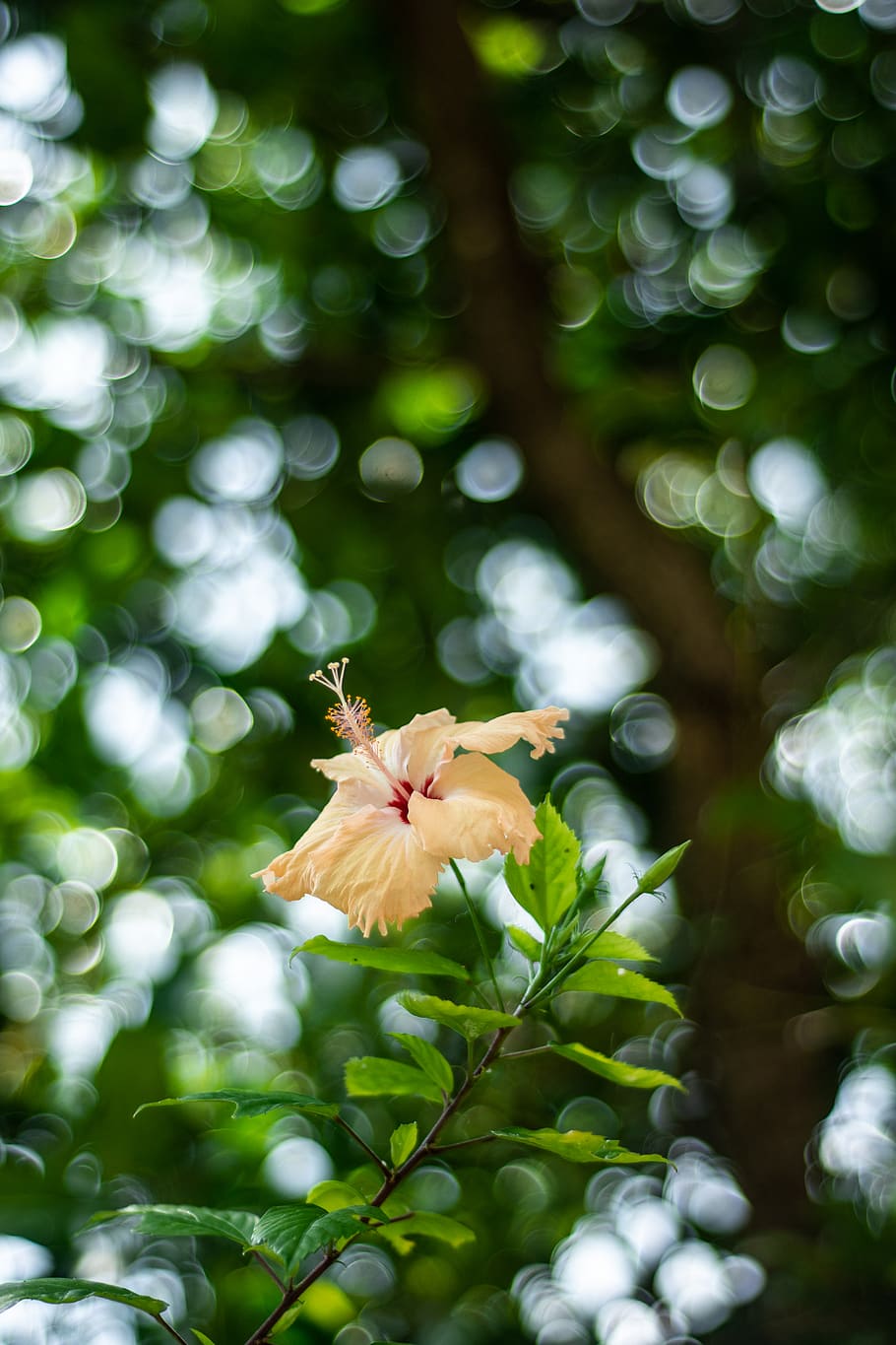 yellow hibiscus flower, plant, flowering plant, growth, vulnerability