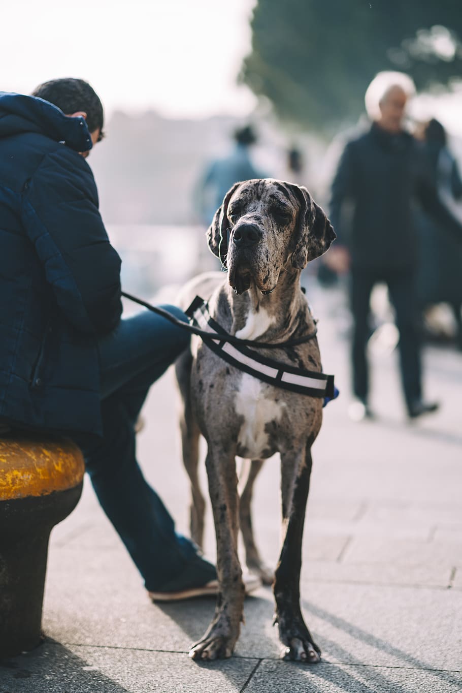 person holding leash of adult gray and white Great dane, domestic animals