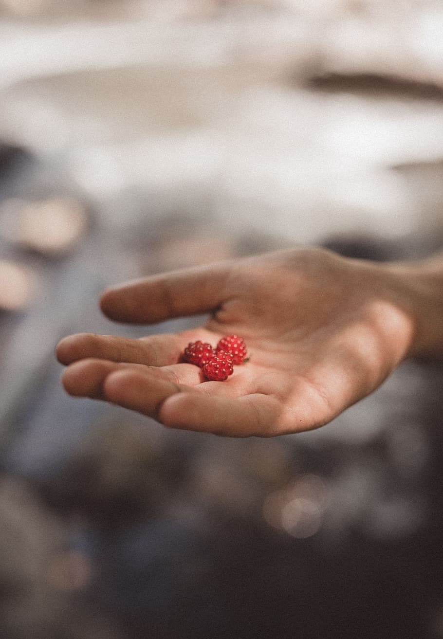 person holding three red fruits in focus photography, hand, raspberry HD wallpaper