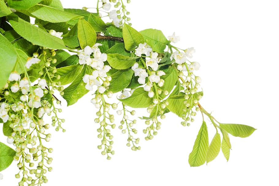 isolated, white, flowers, beautiful, blossom, bright, bunch HD wallpaper