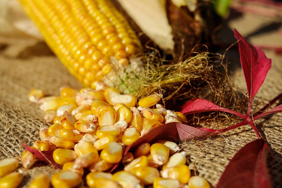 Corn Kernel, close-up, corn kernels, food, food and drink, vegetable HD wallpaper