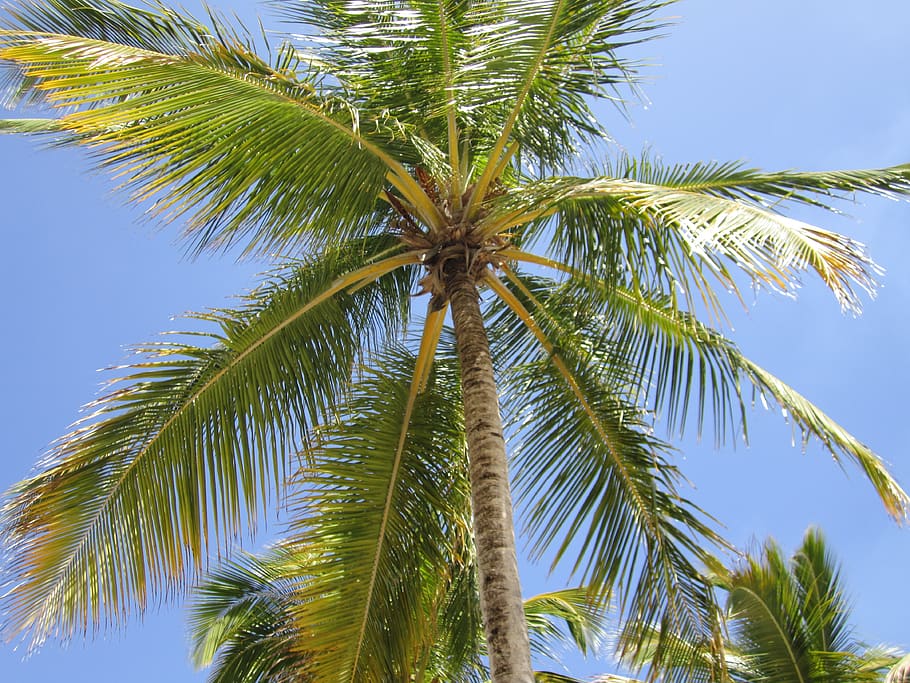 palm tree, blue, beach, sky, tropical, paradise, ocean, summer HD wallpaper