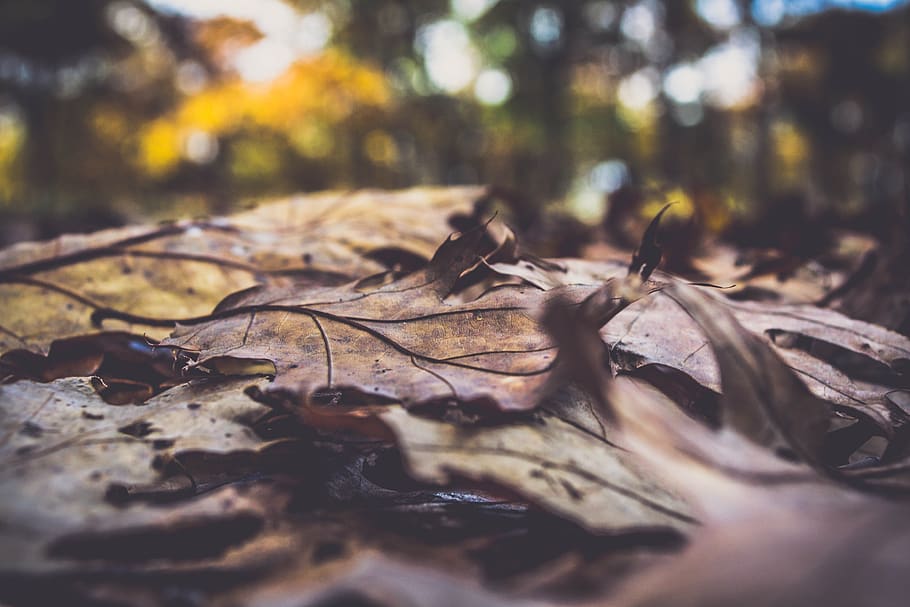 leaf, fall, autumn, outdoor, blur, bokeh, plant part, dry, nature HD wallpaper