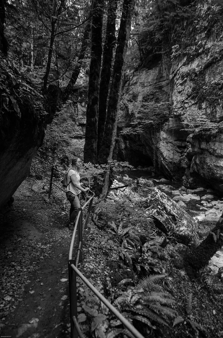 switzerland, boudry, areuse, tree, forest, plant, rock, nature HD wallpaper