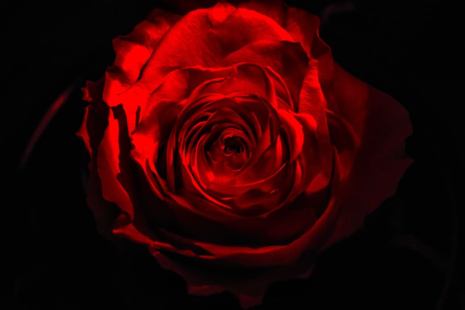 rosa, dark, black, rose, red, rose - flower, beauty in nature HD wallpaper