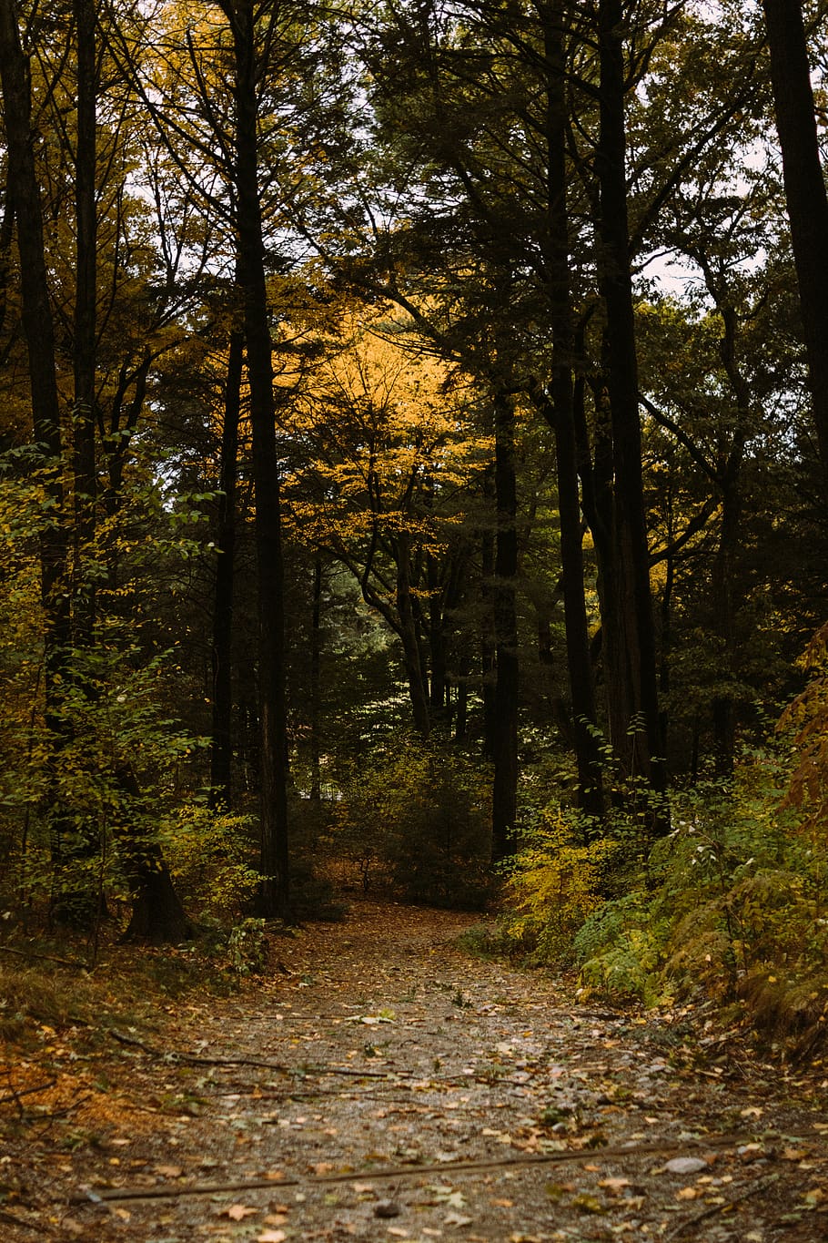 pathway between trees, vegetation, forest, land, nature, outdoors HD wallpaper