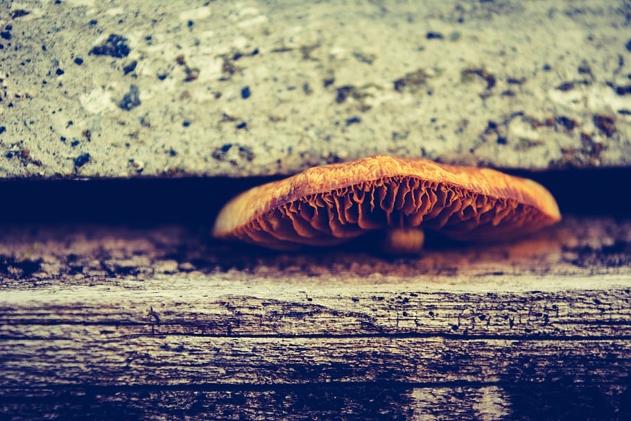 close-up, no people, selective focus, wood - material, table HD wallpaper