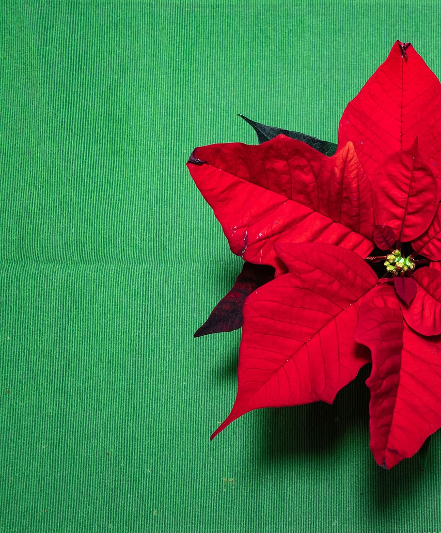 plant, leaf, tree, maple leaf, flower, green, star, christmas HD wallpaper