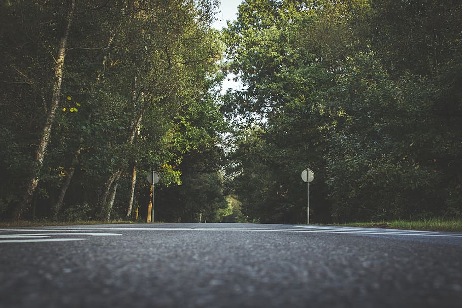 gray concrete road between forest, tree, plant, transportation HD wallpaper
