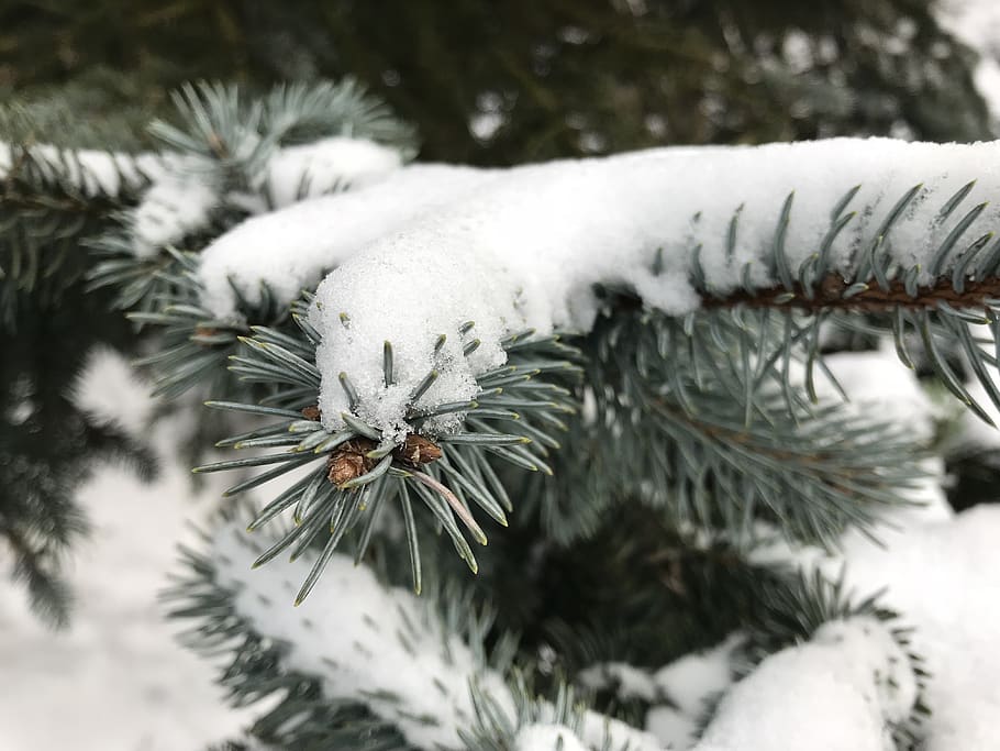 cold, snow, winter, nature, frost, frozen, ice, snowfall, wintry HD wallpaper