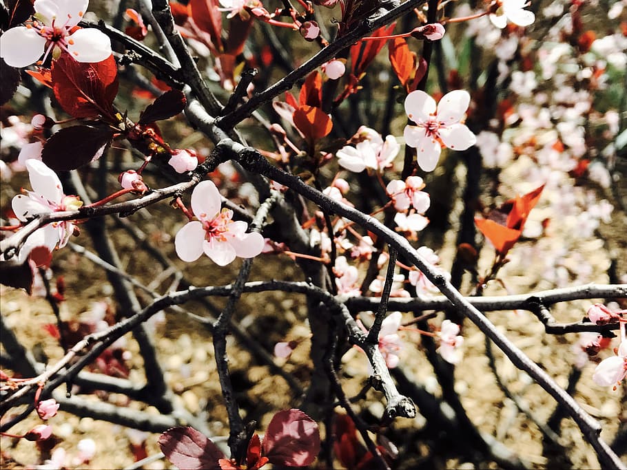 tree, flower, branch, nature, cherry, season, flora, blooming HD wallpaper