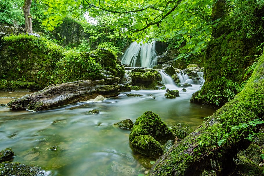 Waterfalls in Forest, beautiful, cascade, environment, fern, flow, HD wallpaper