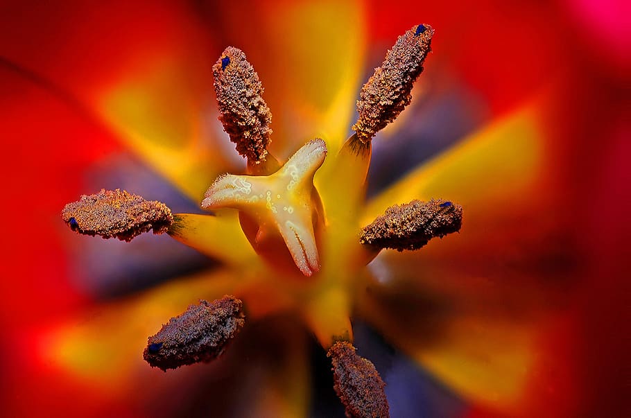 Black Yellow and Red Flower Stigma in Tilt Shift Lens, bloom HD wallpaper