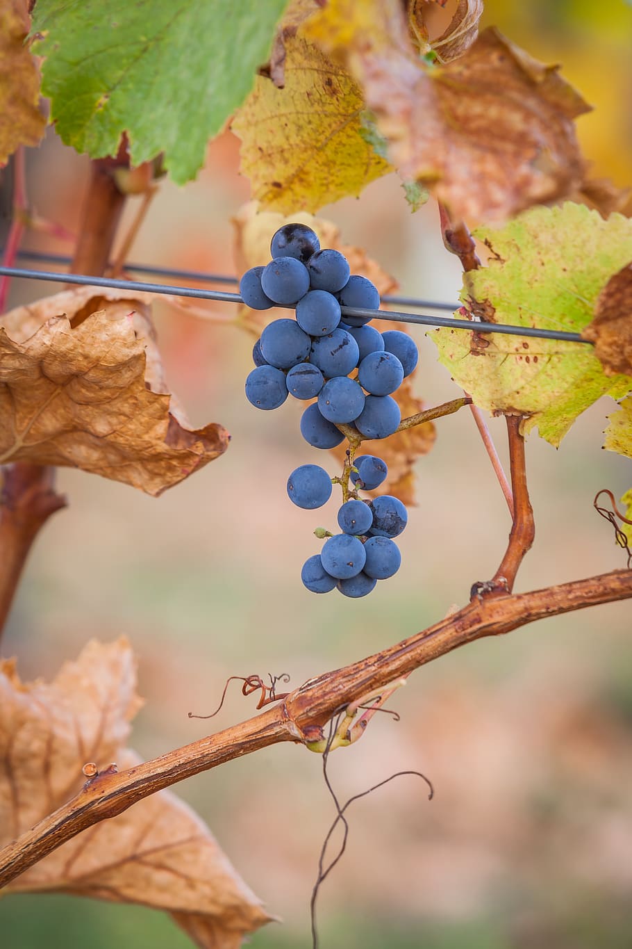 bluberry tree, plant, nature, fruit, food, grapes, outdoors, countryside HD wallpaper