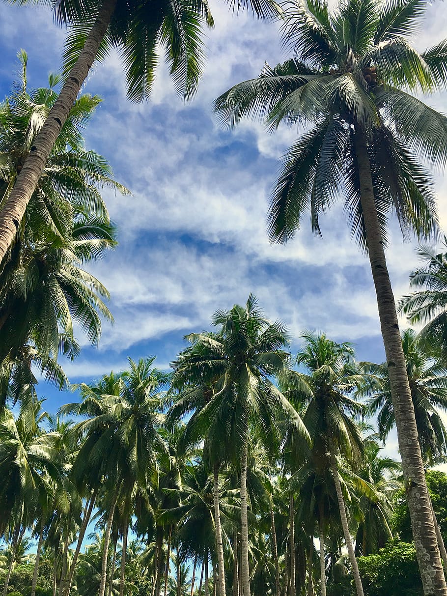 philippines, palawan, beach, trees, coconut, summer, palm trees, HD wallpaper