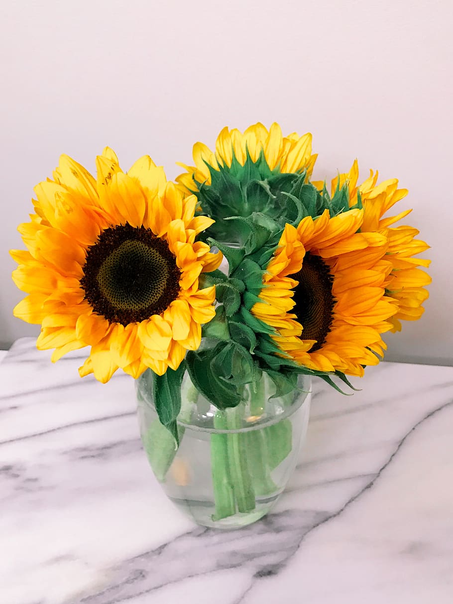 flowers, flowering plant, yellow, flower head, freshness, beauty in nature HD wallpaper
