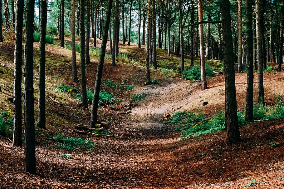 liverpool, forest, tree, land, plant, tranquility, woodland HD wallpaper