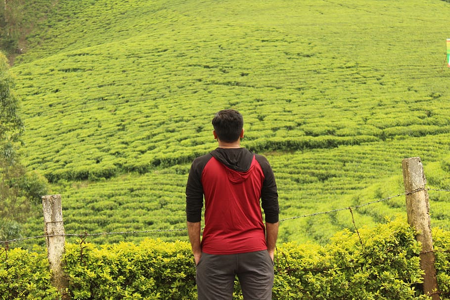 india, munnar, one person, green color, plant, growth, real people HD wallpaper