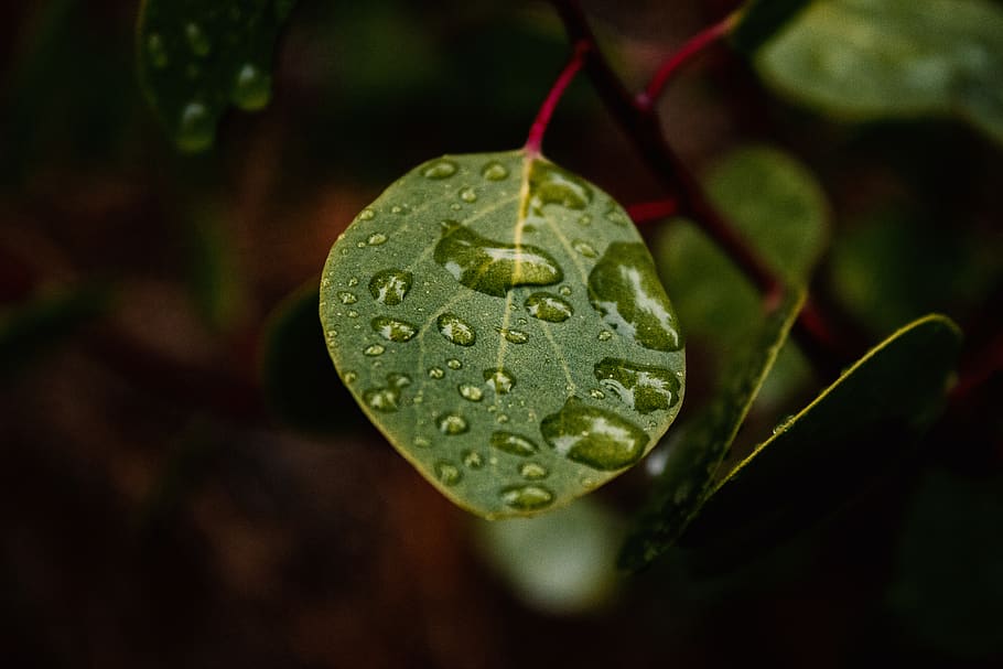 Green Leaf With Water Dew, close-up, color, drop, environment HD wallpaper