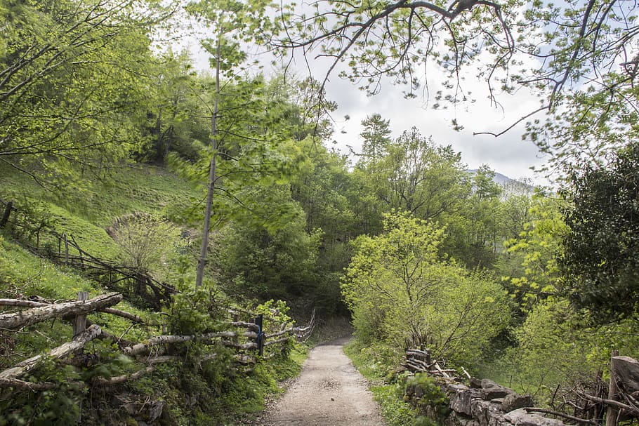 Trees, trail, clouds, plant, growth, green color, beauty in nature HD wallpaper