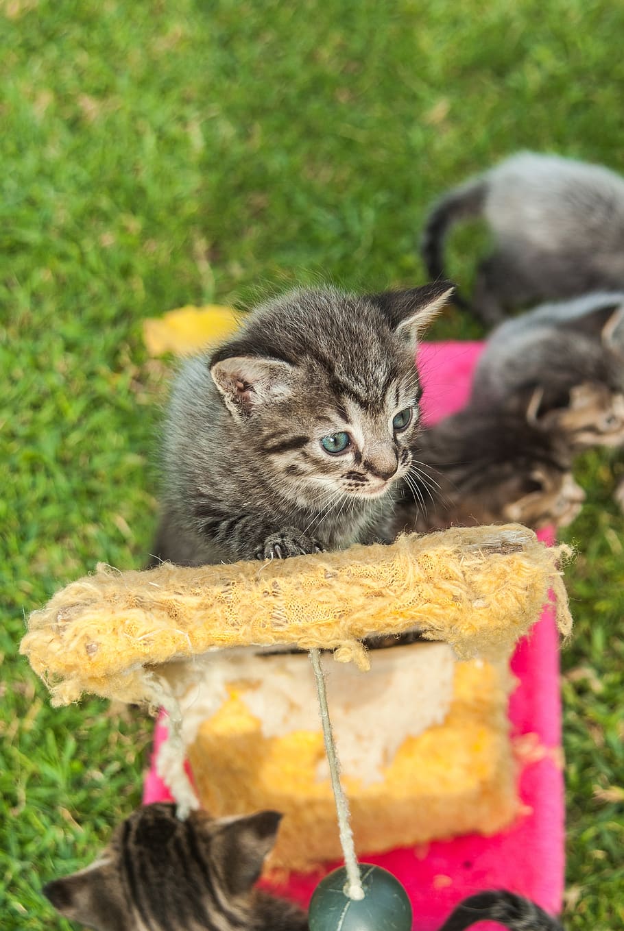 cat, pet, play, playful, explore, kitten, fun, mammal, animal themes HD wallpaper