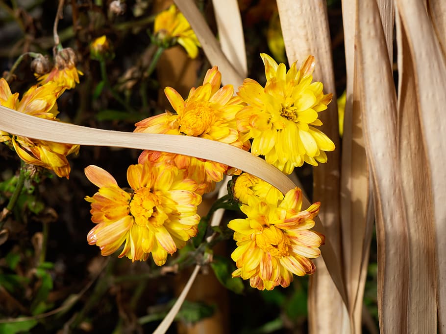 Yellow Mums, Fall, Flowers, Nature, flowering plant, fragility HD wallpaper