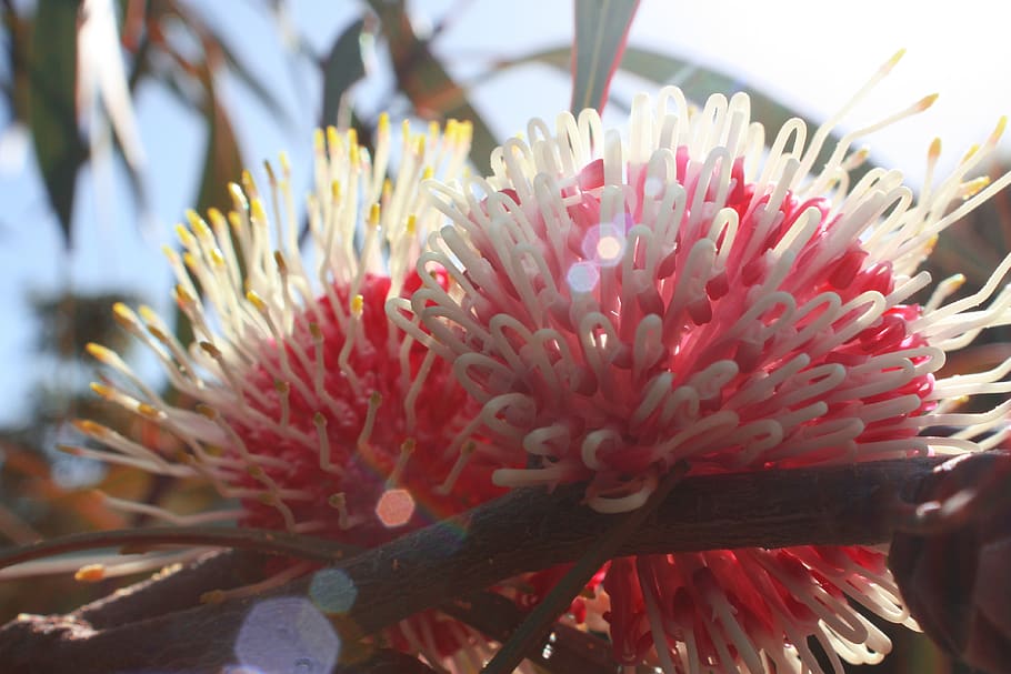 australia, mount eliza, tree, leaf, flower, macro, flowering plant HD wallpaper