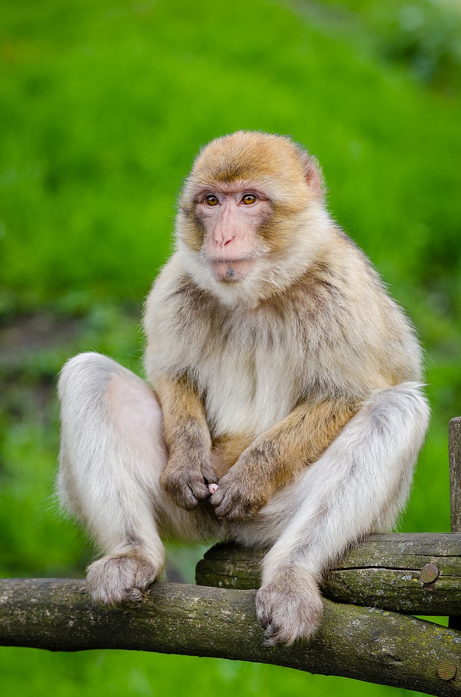 White and Beige Monkey, animal, cute, primate, wildlife, mammal HD wallpaper