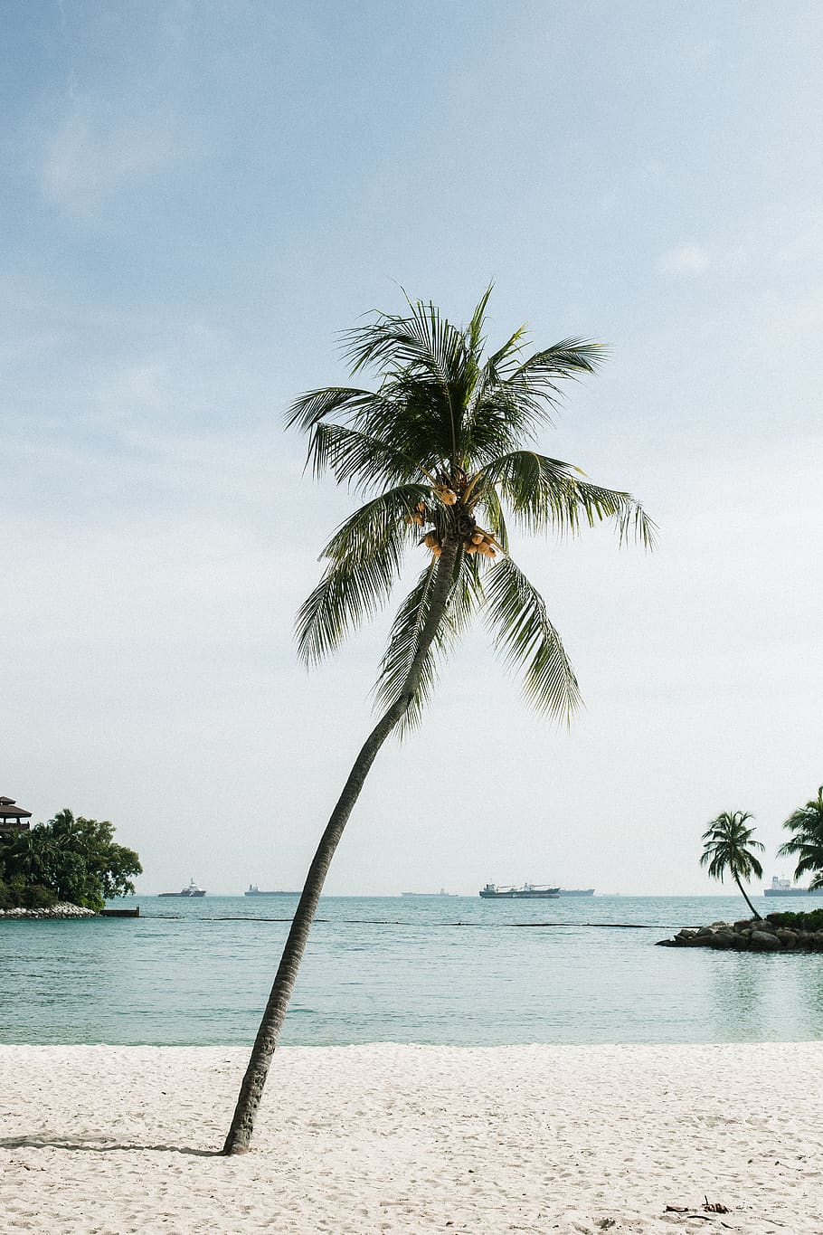 coconut tree on beach, tropical climate, palm tree, water, sky HD wallpaper