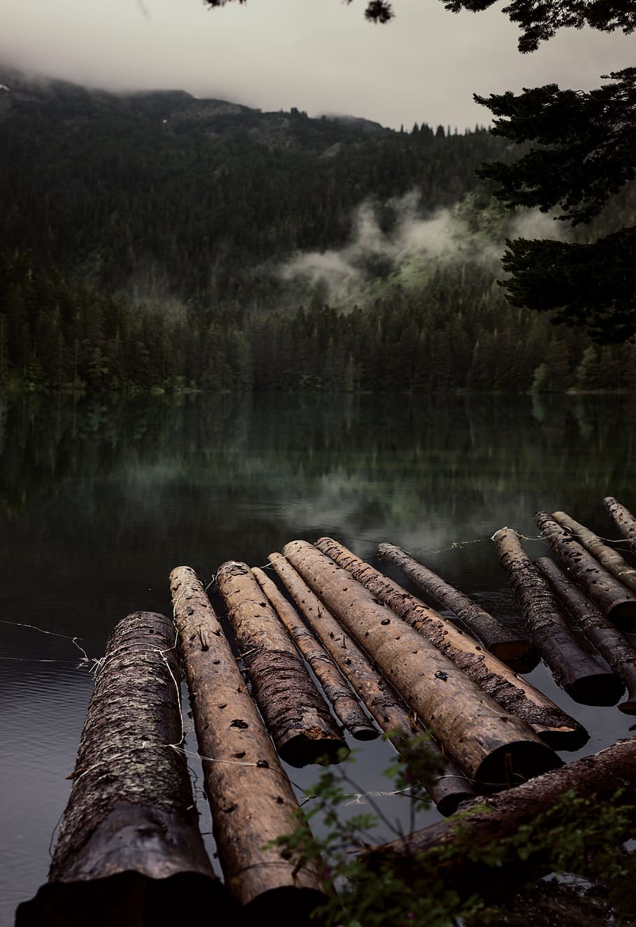 chopped logs on water, mist, lake, timber, lumber, wood, forest, HD wallpaper