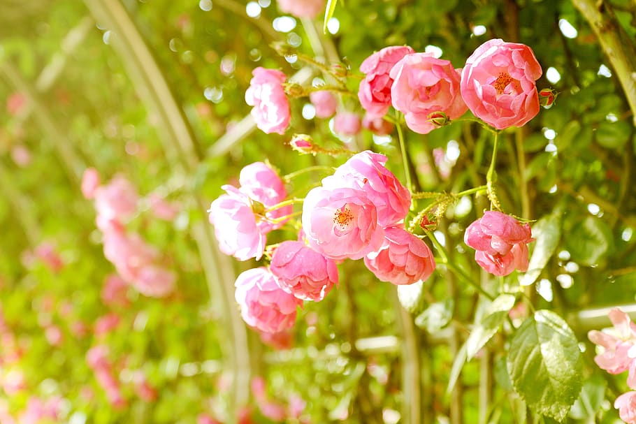 rose, vine, rose vines, pink, flower, bright, beautiful, plants, HD wallpaper