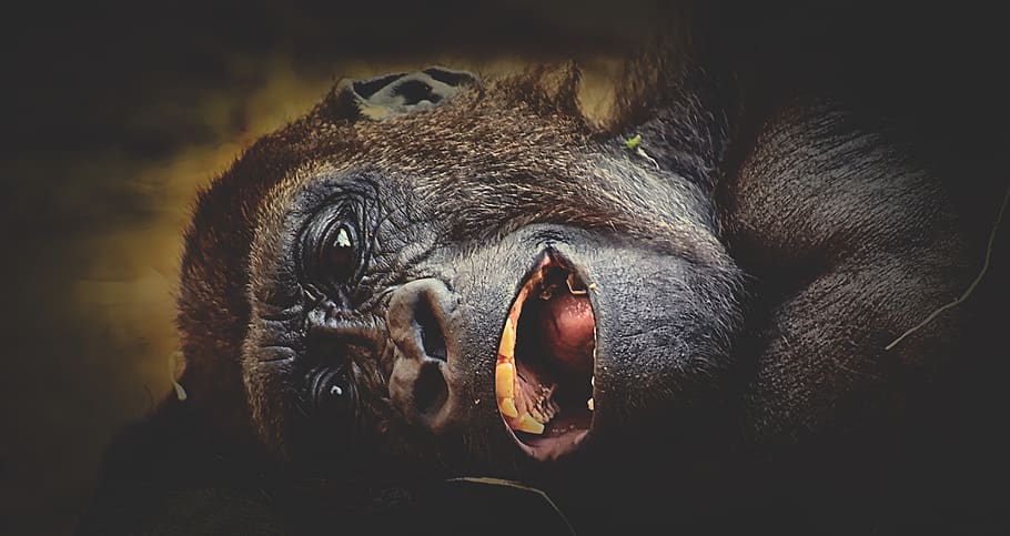 gorilla, monkey, animal, zoo, furry, omnivore, portrait, tierpark hellabrunn HD wallpaper