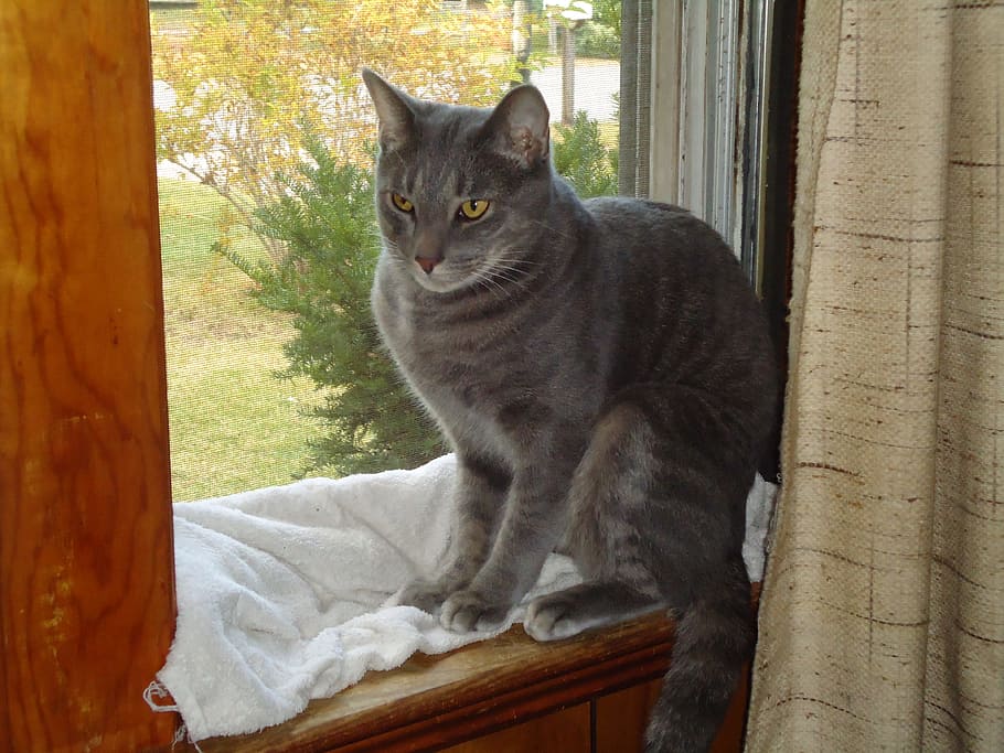 cat, kitty, window, open, curtain, pets, feline, domestic, mammal HD wallpaper