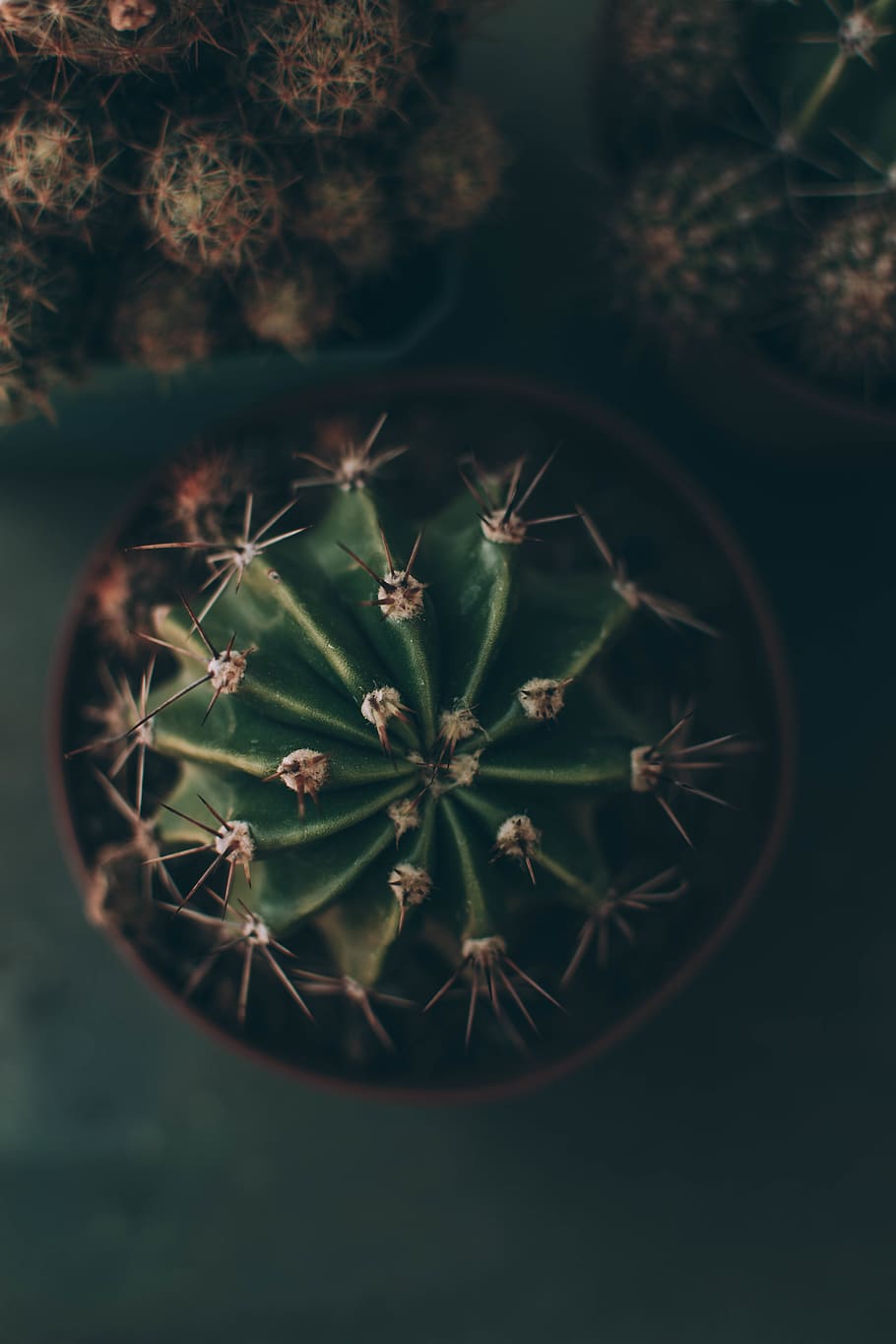 cactus in a pot, plant, animal, arachnid, spider, invertebrate HD wallpaper