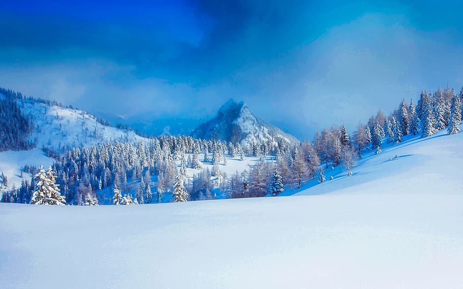 Panoramic View of Trees on Snow Covered Landscape, beautiful HD wallpaper