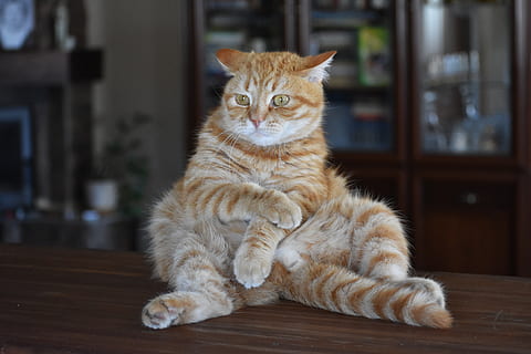 cat, redhead, striped, funny, posture, afraid, scary, the jitters HD wallpaper