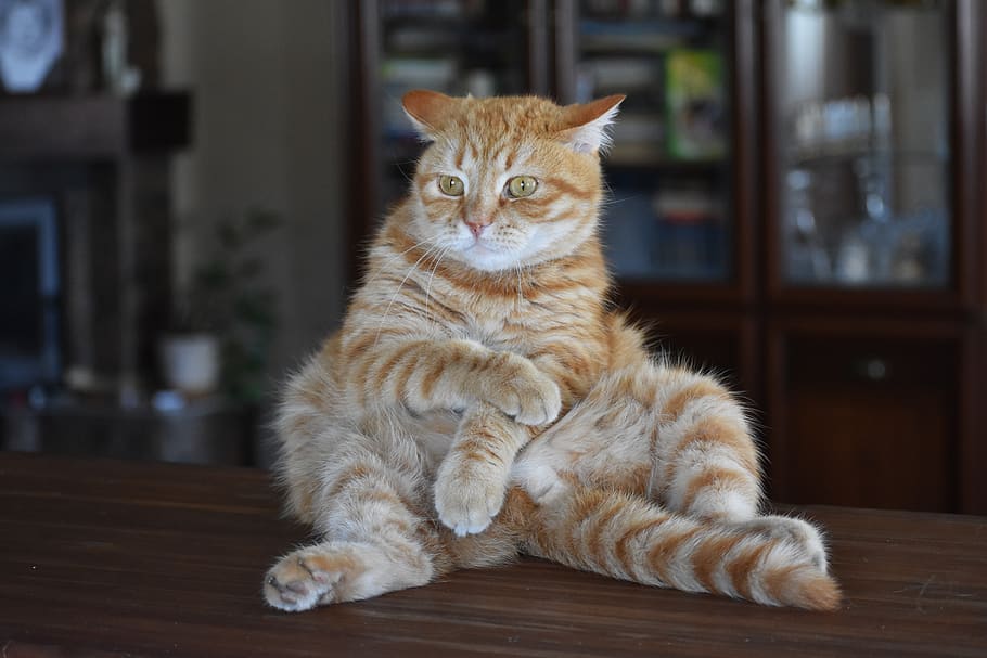 cat, redhead, striped, funny, posture, afraid, scary, the jitters HD wallpaper