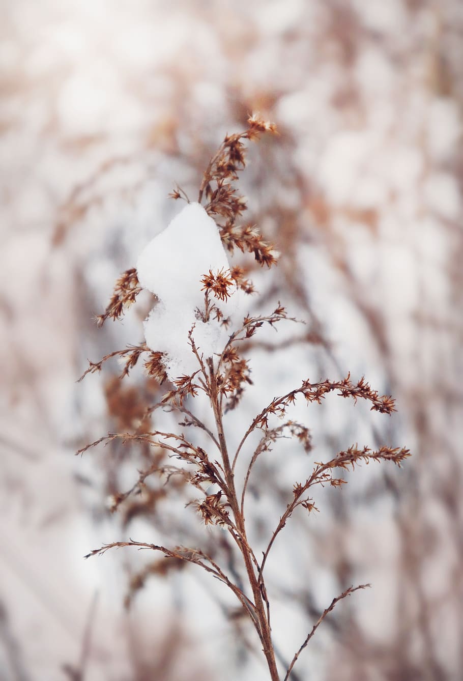 winter, snow, white, macro, nature, landscape, plant, growth HD wallpaper