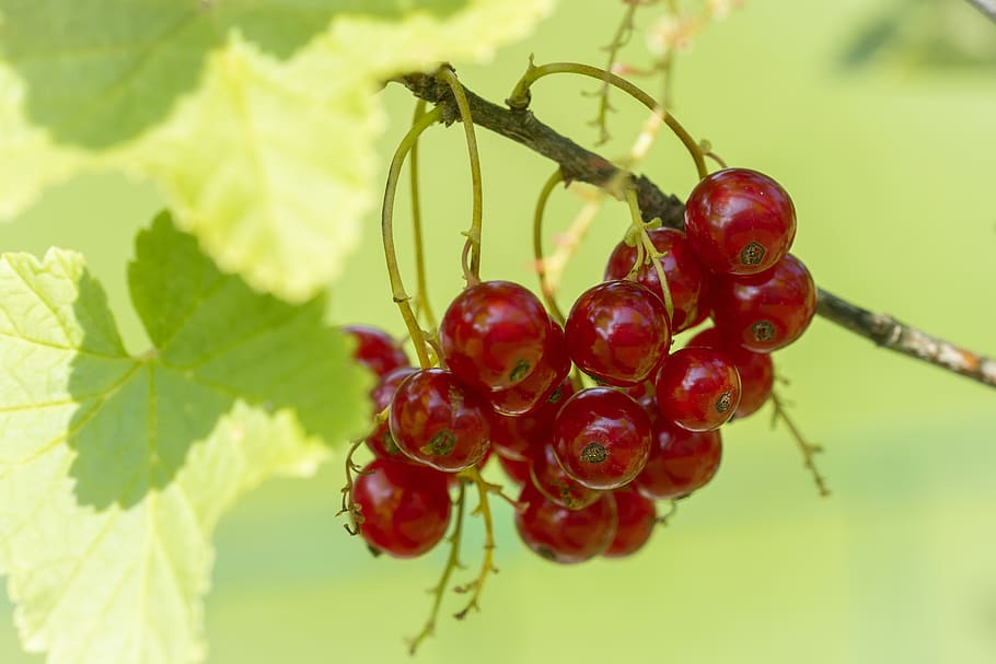 currant, red, red currant, currants, red currants, garden, in the garden HD wallpaper
