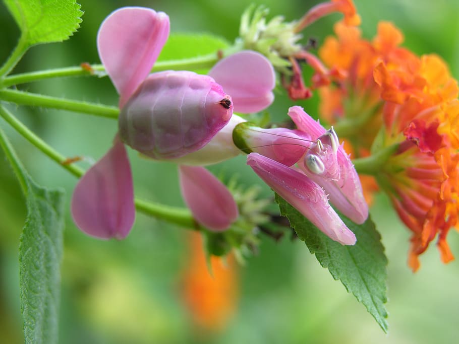 thailand, krabi, flowering plant, pink color, beauty in nature HD wallpaper