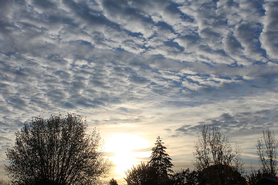 background, wallpaper, clouds, trees, morning, sky, cloud - sky HD wallpaper