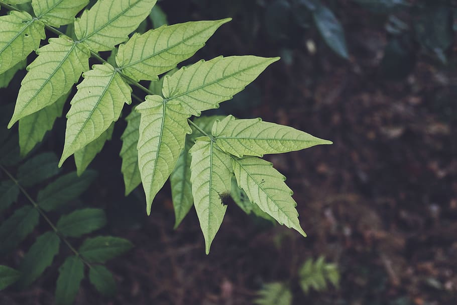 leaf, leaves, nature, green, plant part, green color, growth HD wallpaper