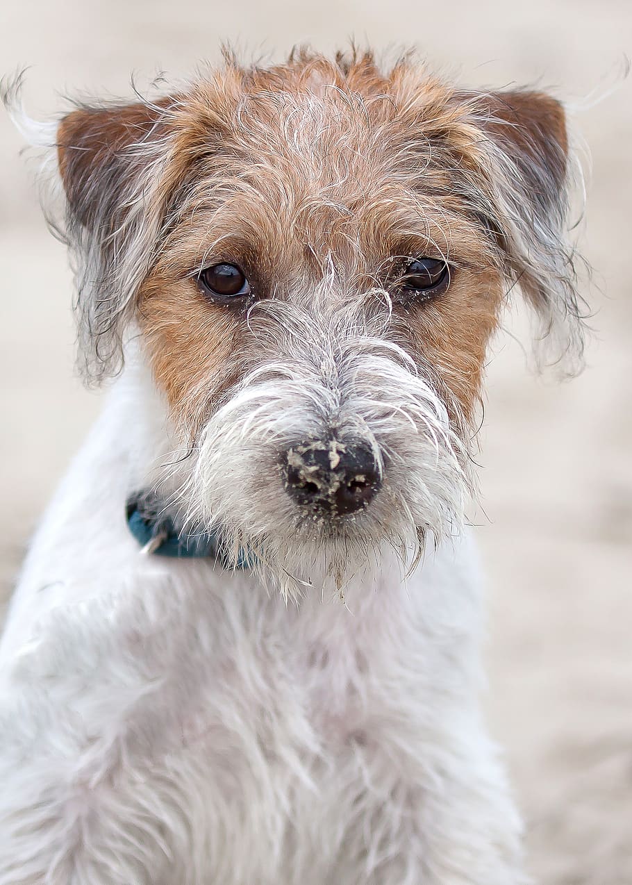 dog, terrier, parson, russel, jack russel, nature, animal holiday HD wallpaper
