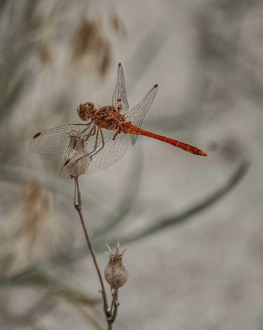 Wandering Glider Dragonfly Perching on White Flower, close-up HD wallpaper