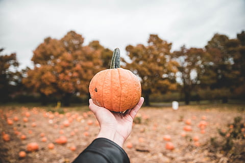 Showing fall, pumpkin, autumn, yellow, orange, orangle, alstede farm HD wallpaper