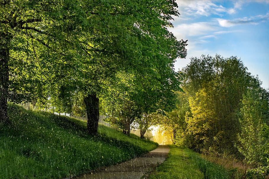 forest path, trees, rain, away, trail, rainstorm, mood, light HD wallpaper