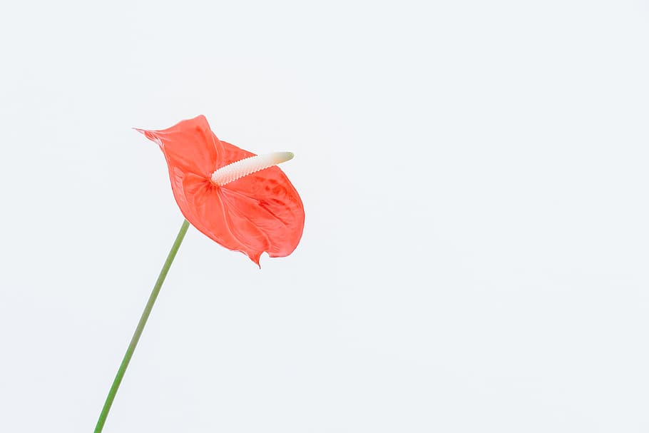 red flower, single object, copy space, no people, studio shot HD wallpaper