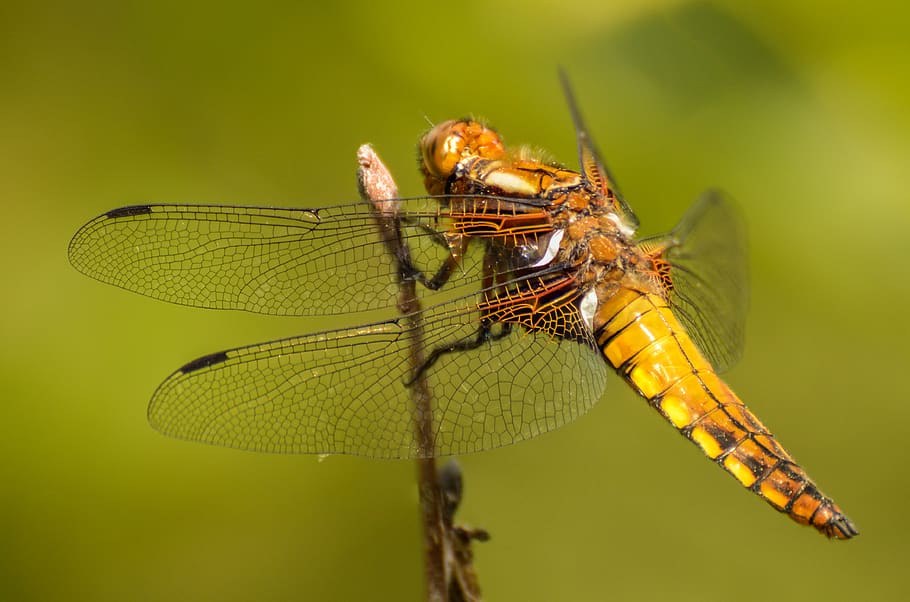 dragonfly, macro, insect, nature, invertebrate, animal themes HD wallpaper