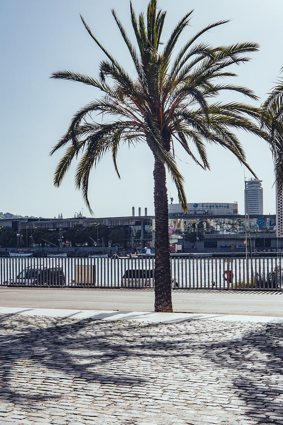spain, barcelona, palm tree, tropical climate, plant, sky, built structure HD wallpaper