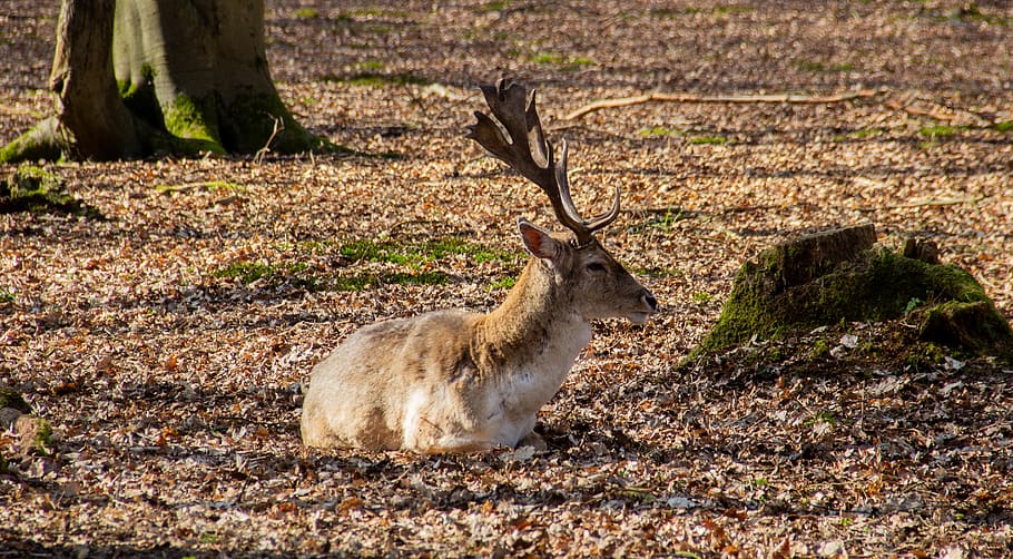 brown deer on ground, animal, mammal, antelope, wildlife, antler HD wallpaper